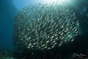 Under the jetty, Arborek, Raja Ampat. by Filip Staes 